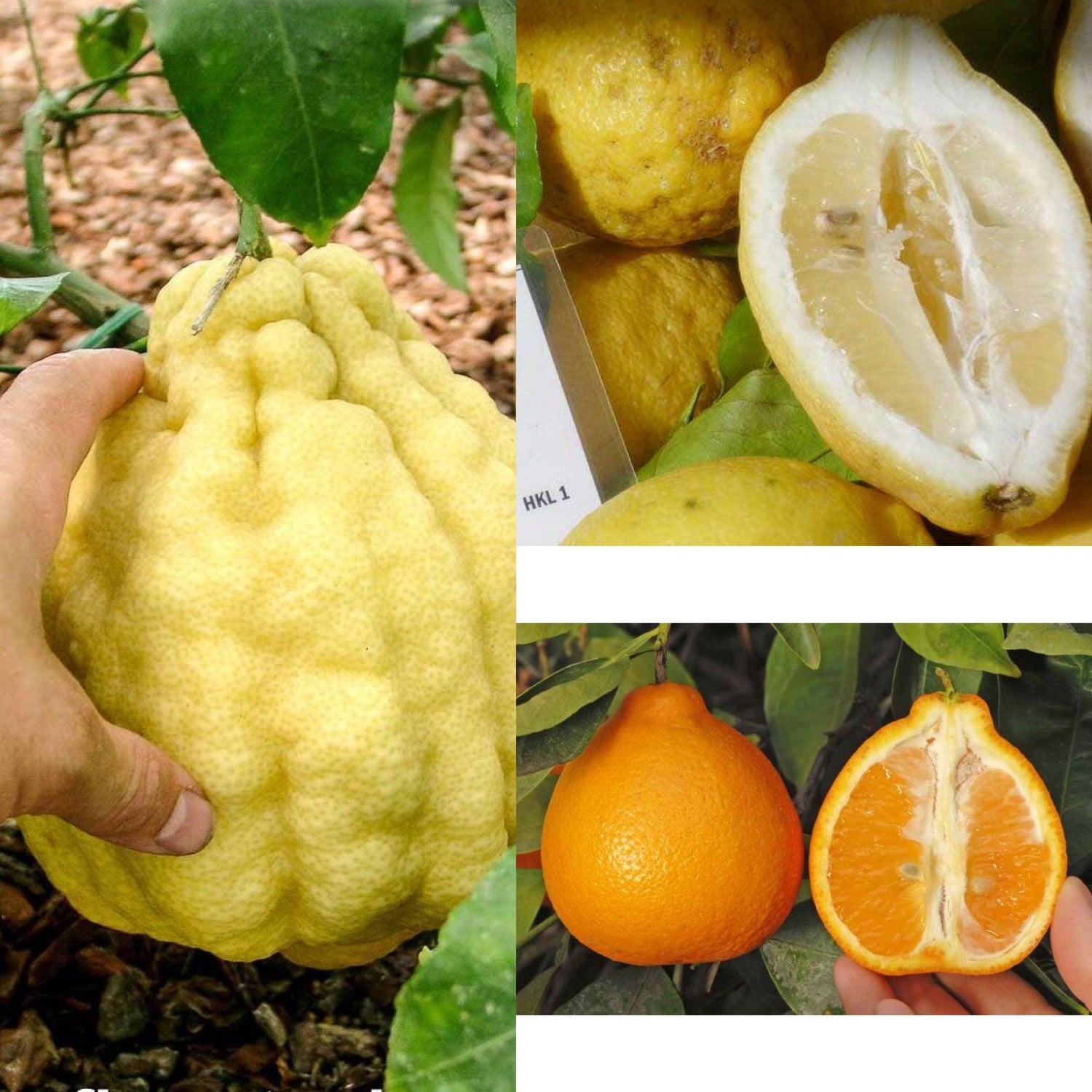 Wonach schmeckt der Dschinni Lemon Fresh? - Dschinni GmbH