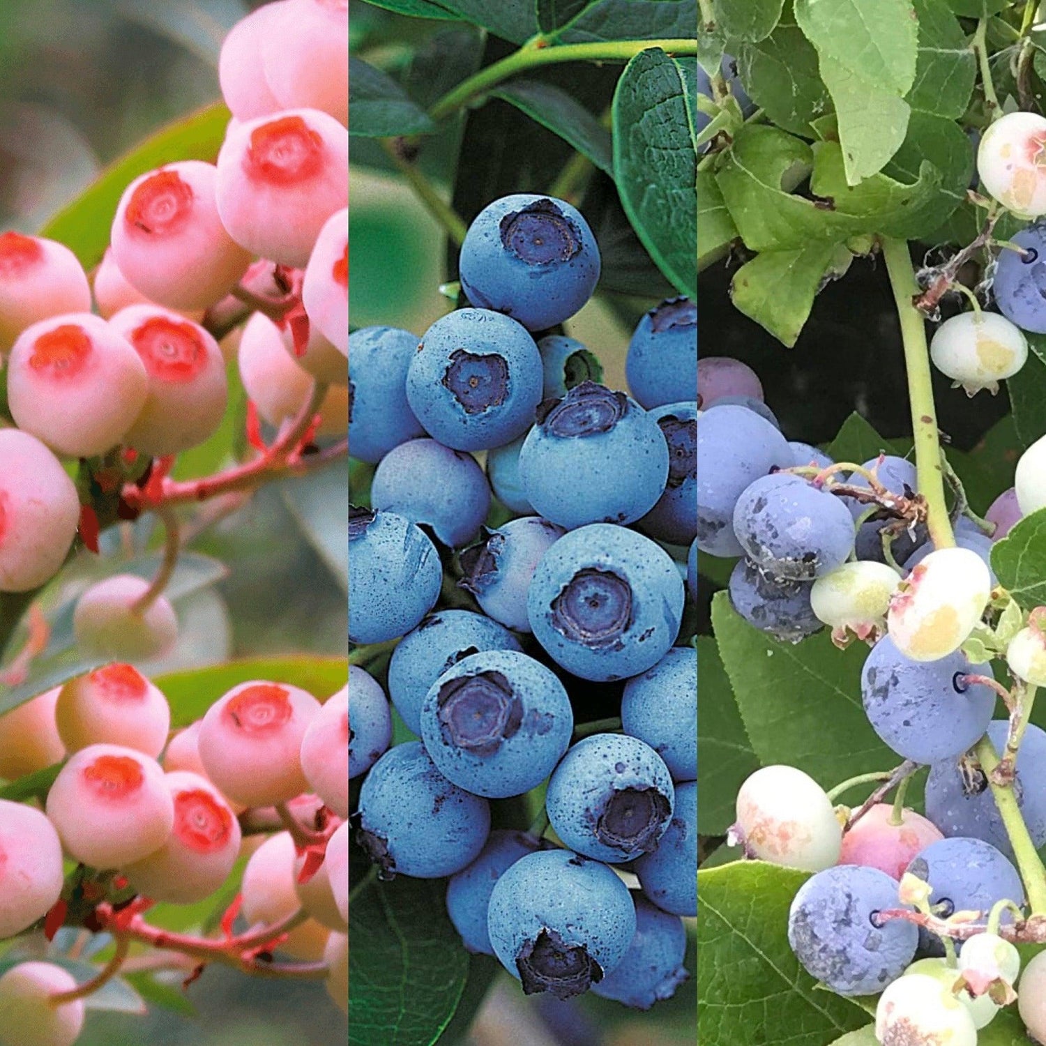 Wonach schmeckt Dschinni Blue? - Dschinni GmbH