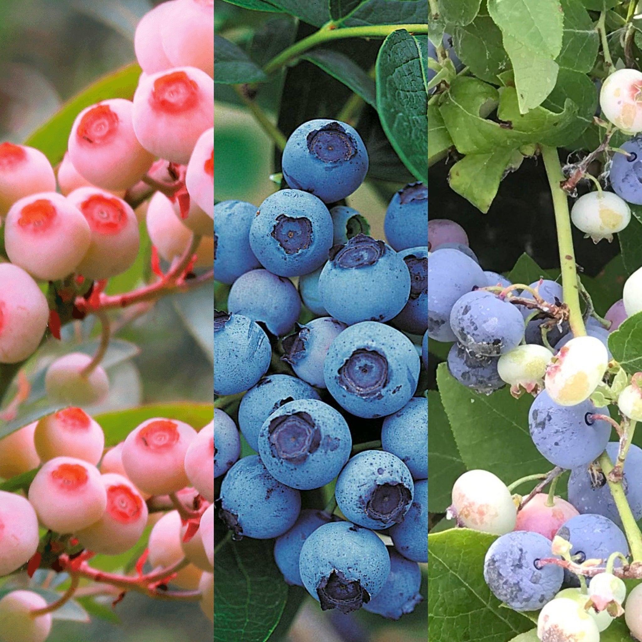 Wonach schmeckt Dschinni Blue? - Dschinni Shisha